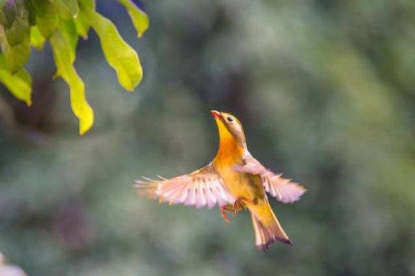 被鸟屎砸中身上暗示什么说法