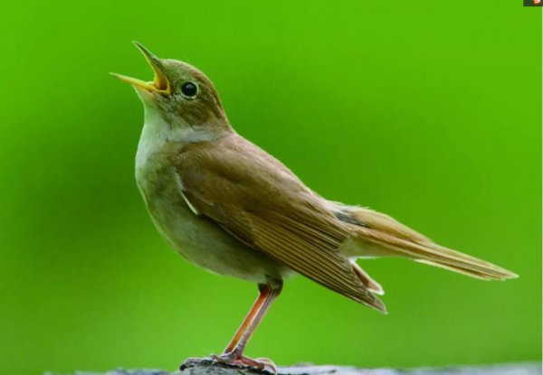 被鸟屎砸中身上暗示什么说法