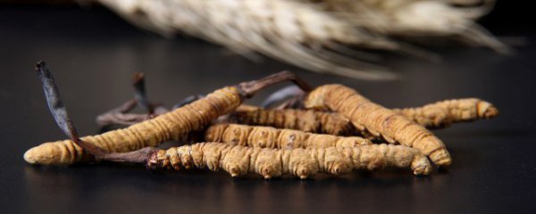 虫草保存方法和注意事项