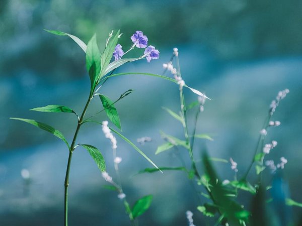 射手男试探女生的手段