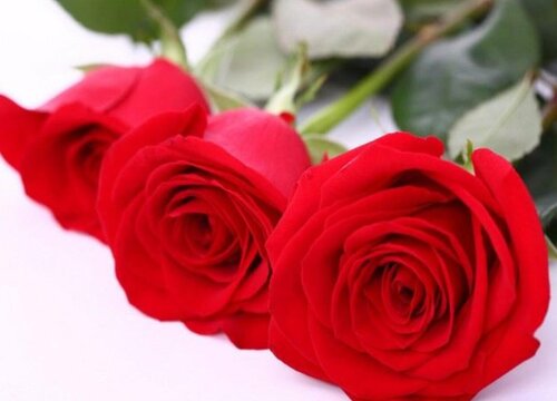 月季卡罗拉是藤本还是灌木