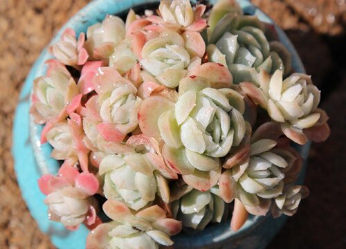 香水贝瑞多肉怎么养会爆盆