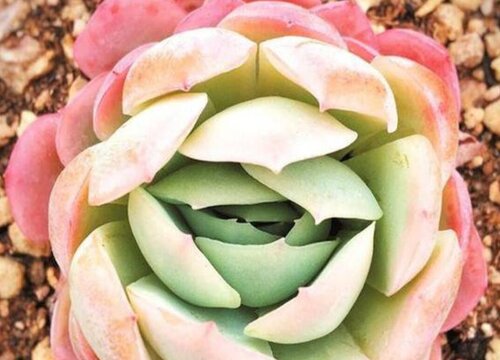 香水贝瑞多肉怎么养会爆盆