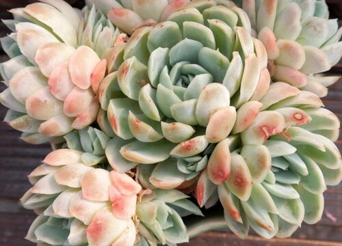 香水贝瑞多肉怎么养会爆盆