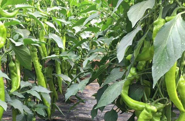 夏天可以种什么菜最合适