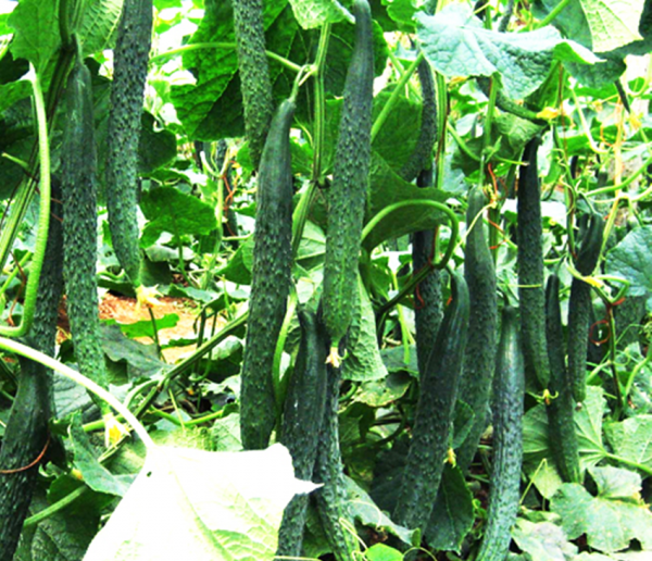 夏天可以种什么菜最合适