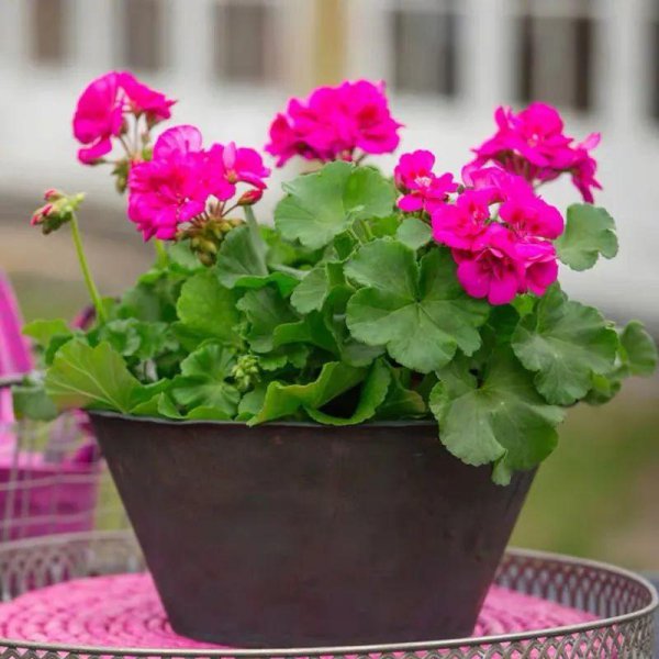 天竺葵是一年生还是多年生植物