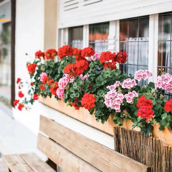 天竺葵是一年生还是多年生植物