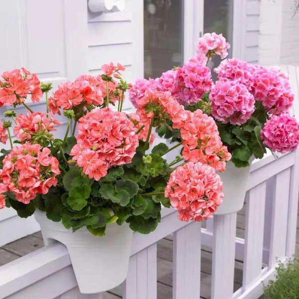 天竺葵是一年生还是多年生植物