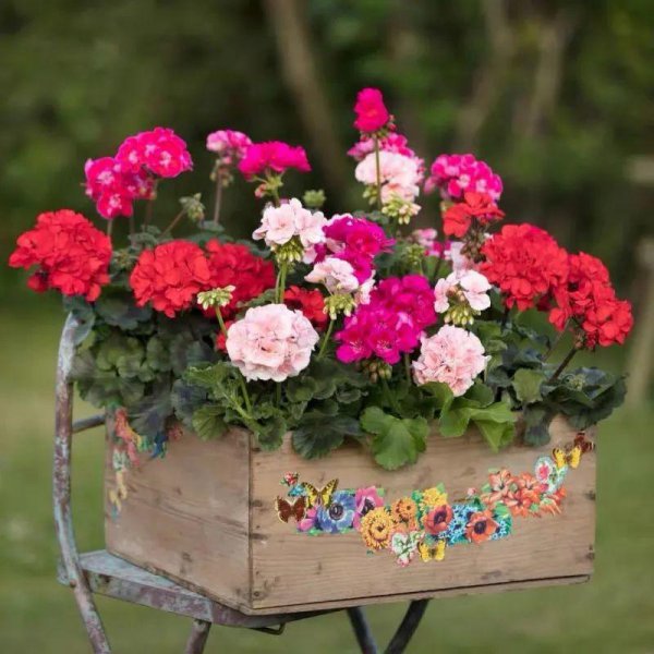 天竺葵是一年生还是多年生植物