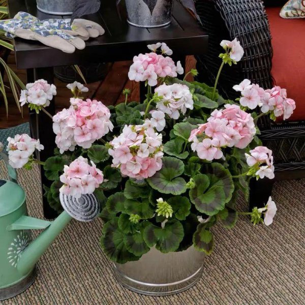 天竺葵是一年生还是多年生植物