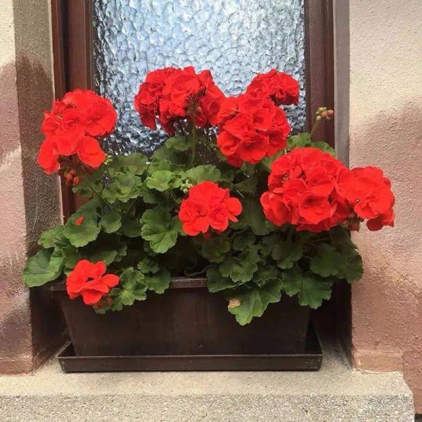 天竺葵是一年生还是多年生植物