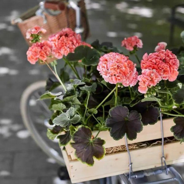 天竺葵是一年生还是多年生植物