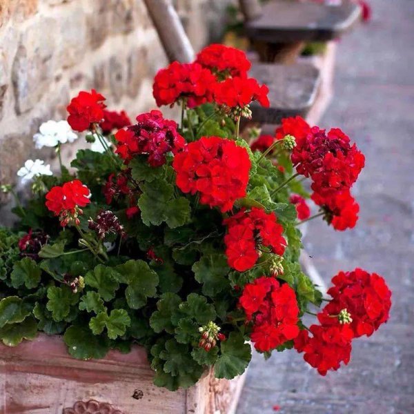 天竺葵是一年生还是多年生植物