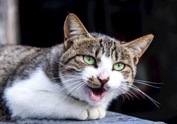 猫咪晚上叫唤是什么原因