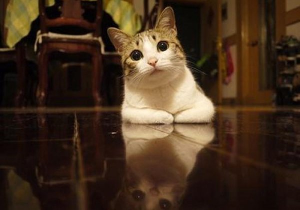 猫咪晚上叫唤是什么原因