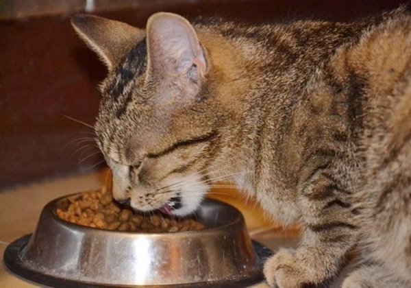 猫咪晚上叫唤是什么原因