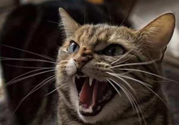 猫咪晚上叫唤是什么原因