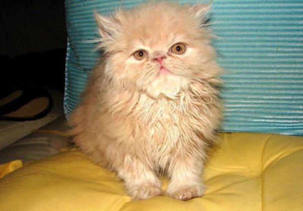 猫咪晚上叫唤是什么原因