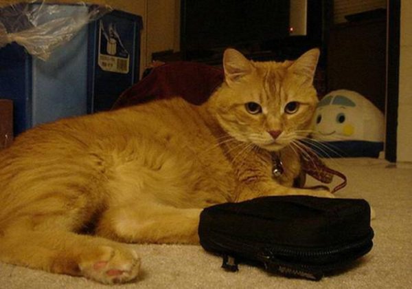 猫咪晚上叫唤是什么原因