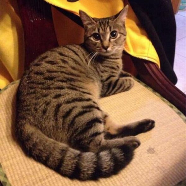 猫咪晚上叫唤是什么原因