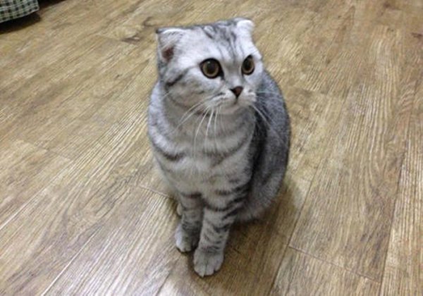 猫咪晚上叫唤是什么原因