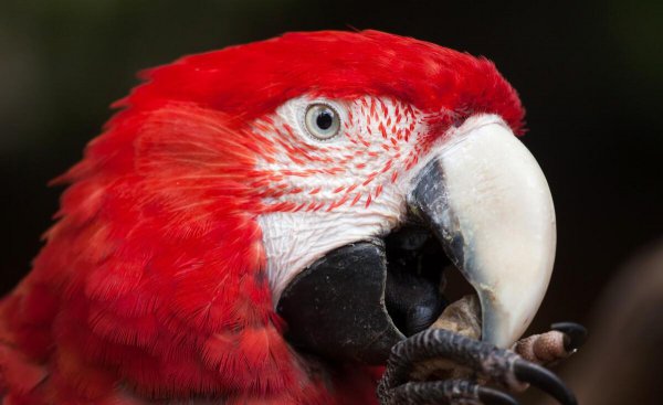 鹦鹉吃什么食物最好