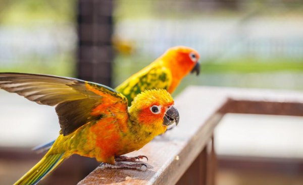 鹦鹉吃什么食物最好