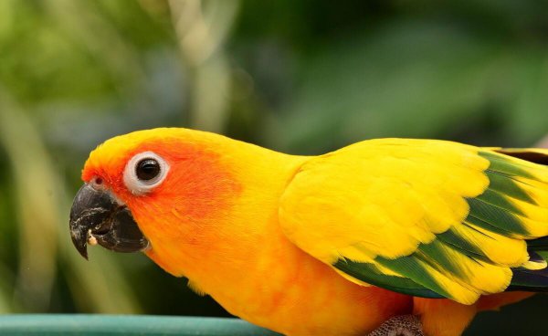 鹦鹉吃什么食物最好