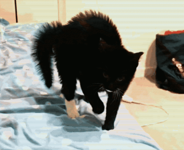 猫对主人弓背什么意思