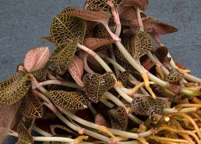 金线莲催芽方法 金线莲种子催芽方法