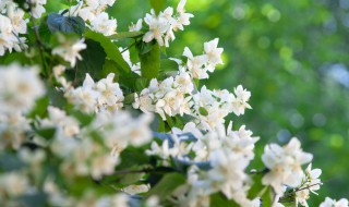 种什么花草可以辟邪保平安 种哪些花草可以辟邪保平安