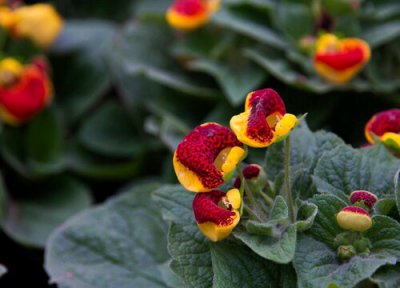 荷包花一年开花次数 荷包花一年开几次花