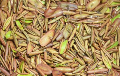 莼菜种植适宜生长环境与气候特点 莼菜种子栽培技术