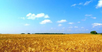 俄罗斯出口最多的产品排名 俄罗斯小麦出口世界第一