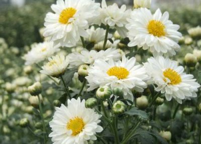 杭白菊种植基地 杭白菊亩产量多少斤