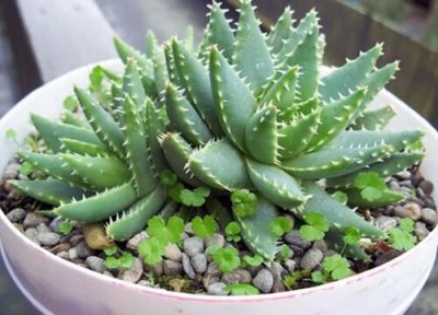 芦荟怎么浇水合适 芦荟浇水的正确方法