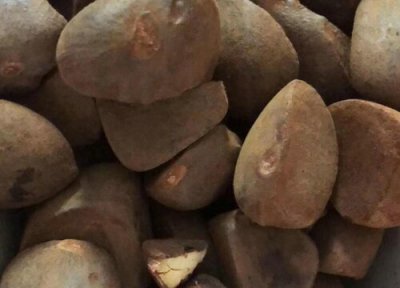 茶种子怎样种植方法 茶花种子怎么种植方法