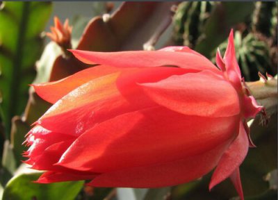 荷花令箭生长习性 荷花令箭的养殖方法和注意事项有哪些