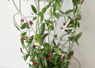 玉荷包花的养殖方法 玉荷包吊兰的栽植和繁殖方法