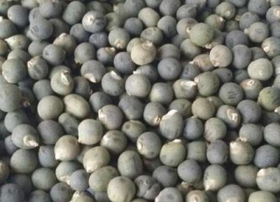 秋葵种子怎么种植方法 秋葵种子的种植方法和时间