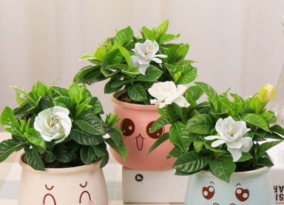 栀子花应该怎么养才能活 栀子花为什么养着养着就死了