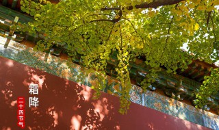 霜降后吃什么 霜降后吃哪些东西呢