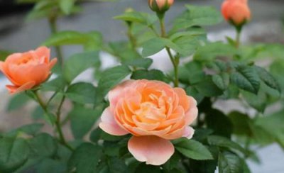 果汁阳台叶子发黄怎么办 果汁阳台黄叶掉落怎么回事