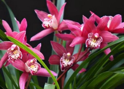 养兰花正确养护手段 兰花养护和管理的方法及要点