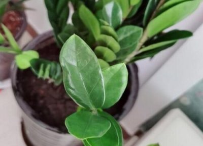 分享几种可以直接用叶子扦插的植物 任何植物都可以用扦插的方法来繁殖