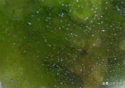 鱼缸里有白色的小虫子怎么处理 鱼缸里为什么会有蛋白虫