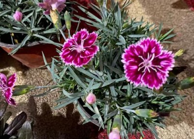 欧石竹一年开花次数 欧石竹一年开几次花