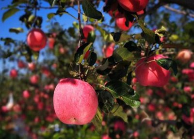 表示我爱你的三种水果 什么水果的寓意含义是我爱你