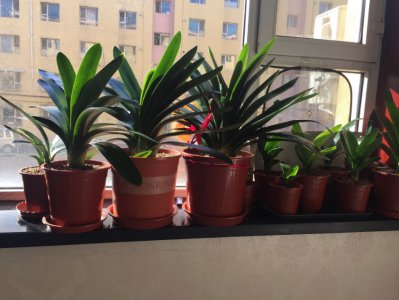 怎么让君子兰生根快 君子兰催根的方法绝招